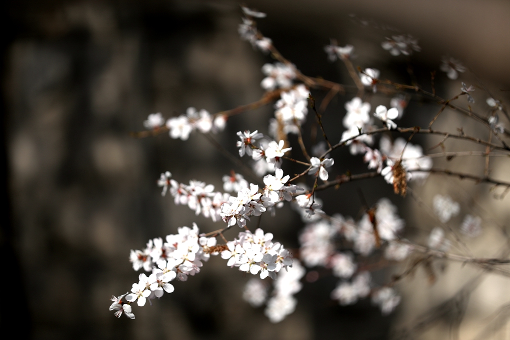海報|花開隴原，甘肅這些景區(qū)正在復(fù)蘇！