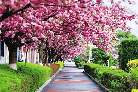 【印象隴原】去兩當(dāng)，與櫻花赴約