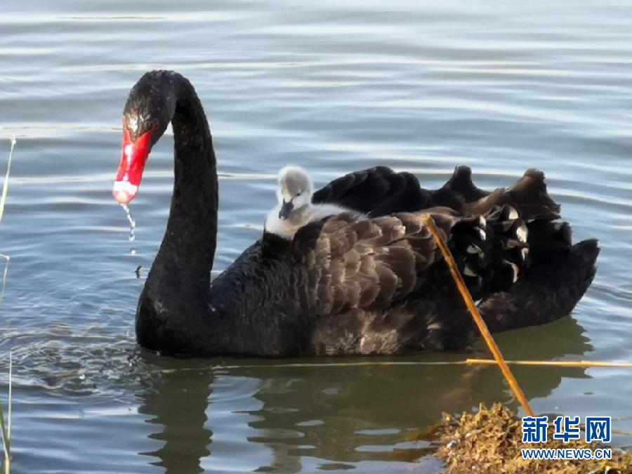 萌化了！黑天鵝寶寶出窩“游湖”