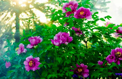 【“甘味”故事】“百花王”駕到！國(guó)色傾城正當(dāng)時(shí)