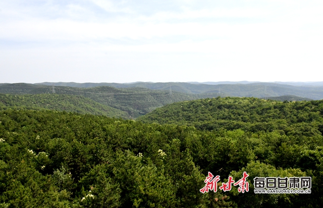 【甘肅生態(tài)環(huán)保媒體行】子午嶺深處，一家三代人用生命守護黃土高原的“天然生態(tài)屏障”