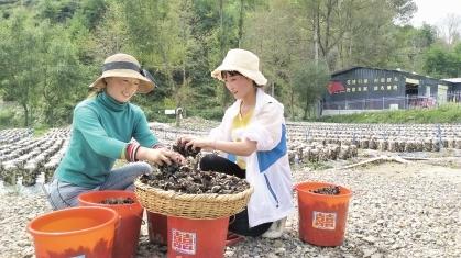 隴南宕昌好梯鄉(xiāng)：“網紅”助力災后農業(yè)生產恢復