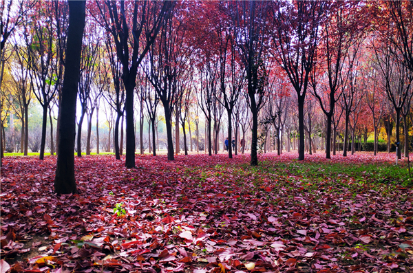 【“醉”美深秋 】深秋，請(qǐng)到蘭州這片紅葉林里走走