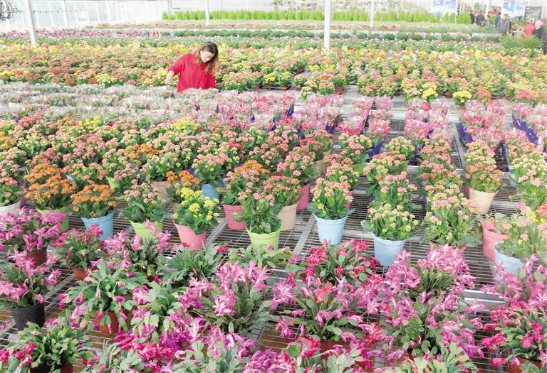 臨夏縣20多萬株水仙花、杜鵑、蝴蝶蘭等60多種花卉競相綻放