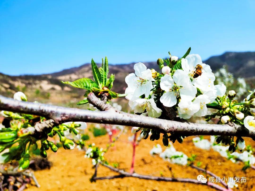 櫻花盛開，小川西狹等您來(lái)踏青、賞花！