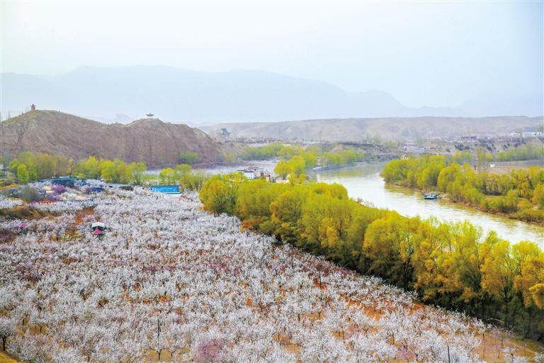 甘肅旅游丨唐汪杏花開 楚楚等君來(lái) 在這里賞花看丹霞，美哉！