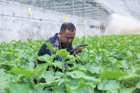 “栽種的是菜苗，收獲的是希望！”——隴南兩當縣豆坪村蔬菜種植見聞