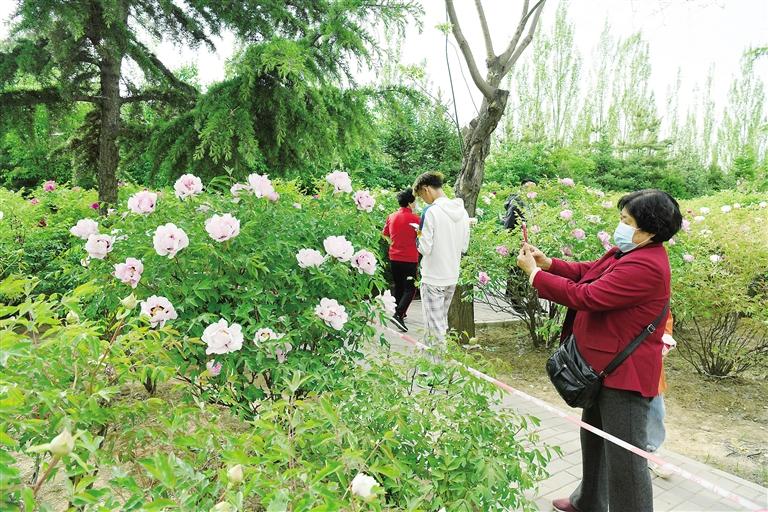 臨夏市北濱河路60里牡丹長廊里不同品種、顏色各異的牡丹花爭奇斗艷