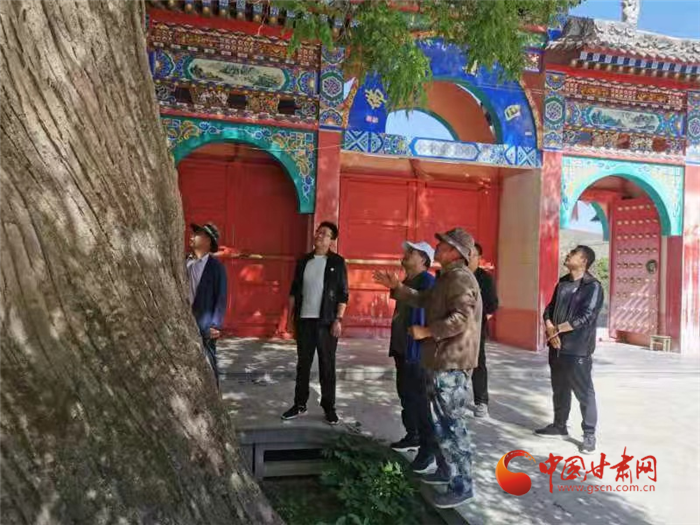 蘭州榆中：為古樹(shù)“體檢” 科學(xué)保護(hù)助其延年益壽