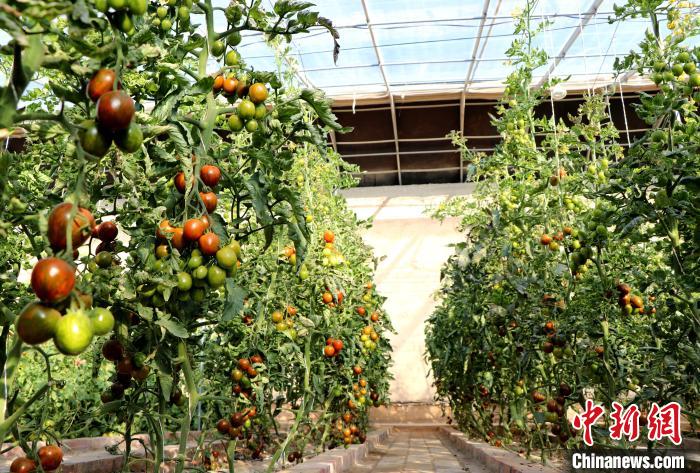12月14日，甘肅省武威市民勤縣紅旗谷現(xiàn)代農(nóng)業(yè)產(chǎn)業(yè)園，溫棚內(nèi)“水果西紅柿”長勢良好?！●R愛彬 攝