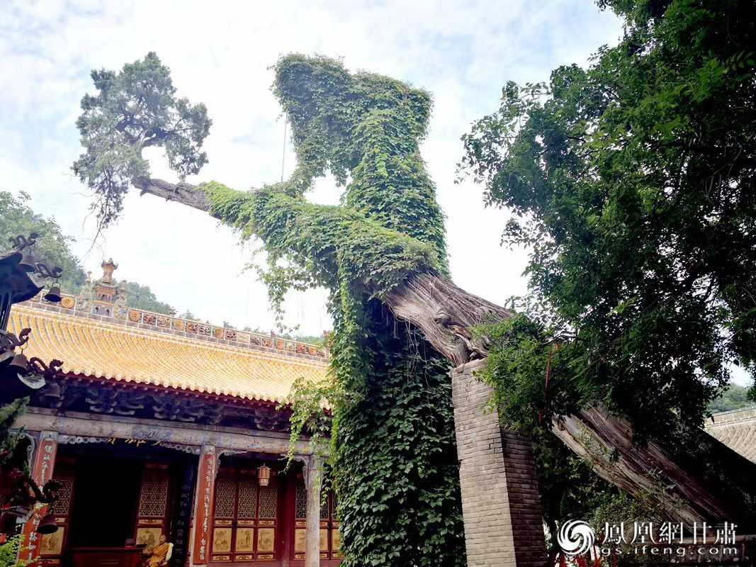 “山頭南郭寺，水號北流泉。老樹空庭得，清渠一邑傳?！倍鸥υ娭械摹袄蠘洹?，指的就是這株春秋古柏，為南郭寺的“鎮(zhèn)寺之寶”。胡江 攝