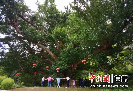 隴南徽縣境內(nèi)最古老的銀杏樹。當(dāng)?shù)貍髡f(shuō)，它已有千年樹齡。（資料圖）殷春永 攝