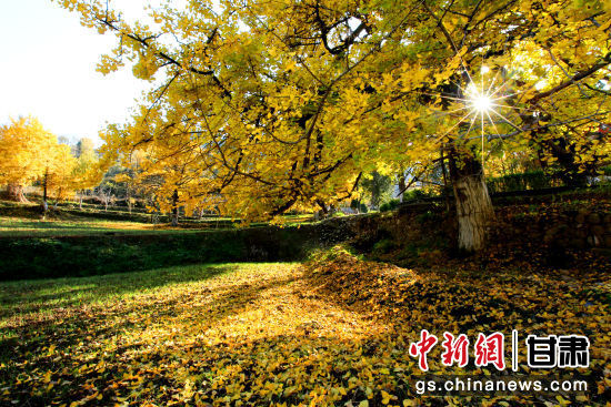 隴南徽縣銀杏樹最美的時(shí)候，當(dāng)屬每年的10月至11月。圖為樹葉已染黃的銀杏樹。張承榮 攝