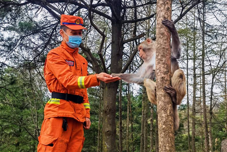 【甘快看】嗨！你好！甘肅隴南森林消防員巡護途中偶遇野生獼猴群