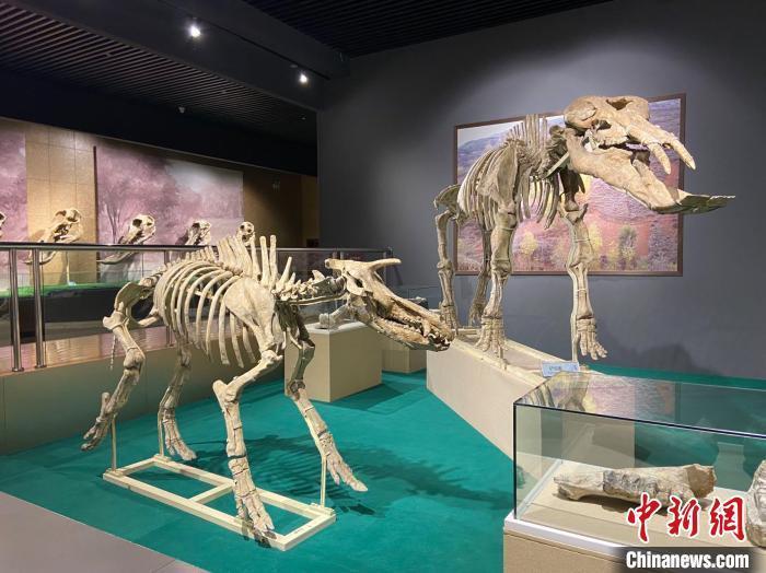 圖為5月底，和政縣古動物化石博物館內(nèi)修復后的古生物化石?！「哒?攝