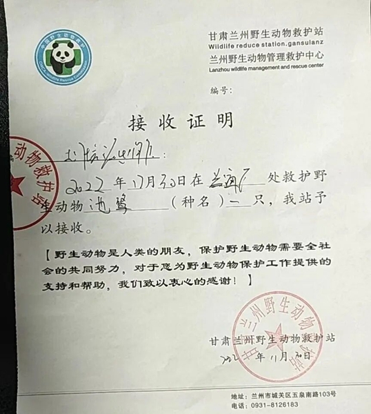 受到救助的池鷺被蘭州野生動(dòng)物保護(hù)站接收。（蘭州市公安局七里河分局供圖）
