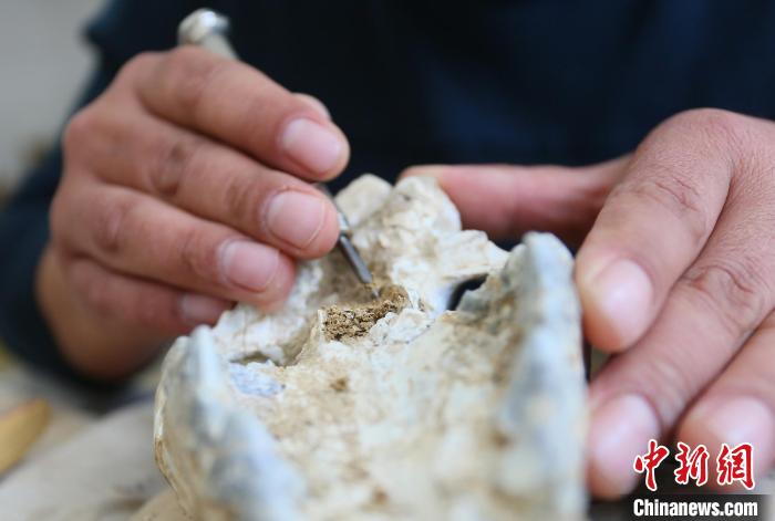 2022年6月，在和政古動(dòng)物化石博物館內(nèi)，古生物化石修復(fù)師對(duì)化石進(jìn)行修復(fù)。(資料圖) 高展 攝