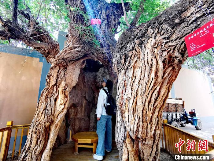 青海海東市阿河灘地質(zhì)文化村：古樹新枝、丹山碧水
