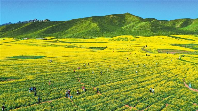 千年扁都口，遇見最美油菜花海