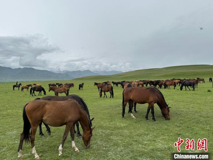 7月中旬，在山丹馬場草原上吃草的“山丹馬”?！〈魑牟?攝