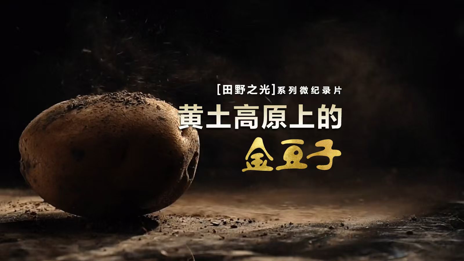 【飛天網(wǎng)視】田野之光（19）｜黃土高原上的金豆子