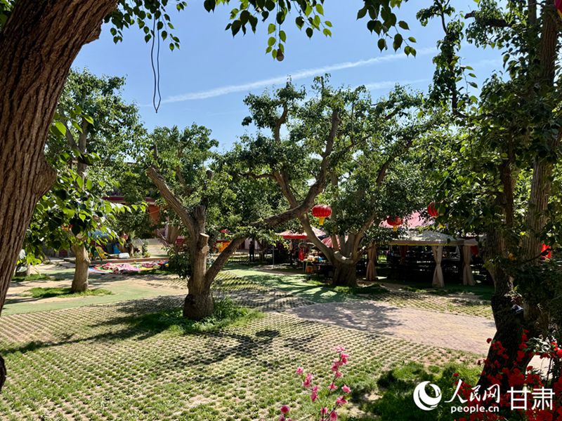 什川古梨園。人民網(wǎng)記者 焦隆攝