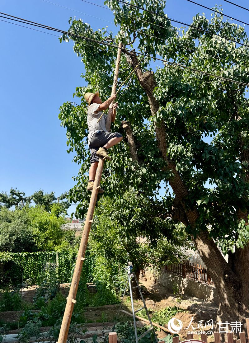 什川古梨園果農(nóng)魏至玉正踩著蜈蚣梯修剪自家的百年梨樹。人民網(wǎng)記者 焦隆攝