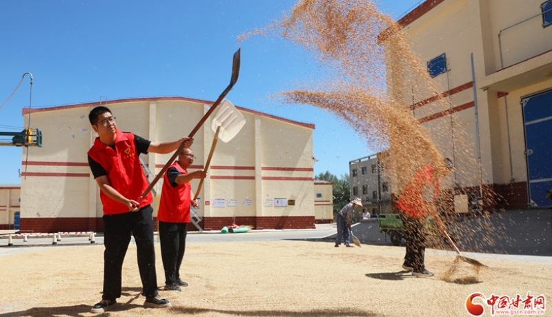 隴拍客丨民樂：金秋曬糧 顆粒歸倉