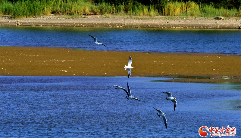隴拍客丨臨澤秋日：雙泉湖與流沙河的靈動畫卷