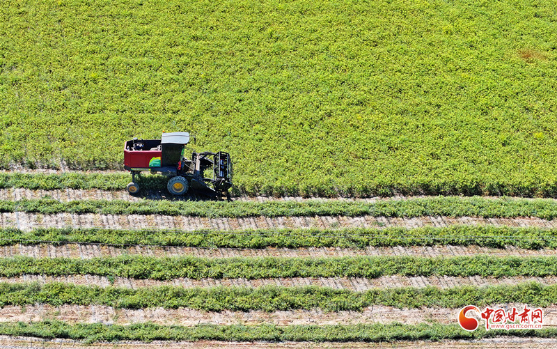 隴拍客丨民樂：茴香采收忙