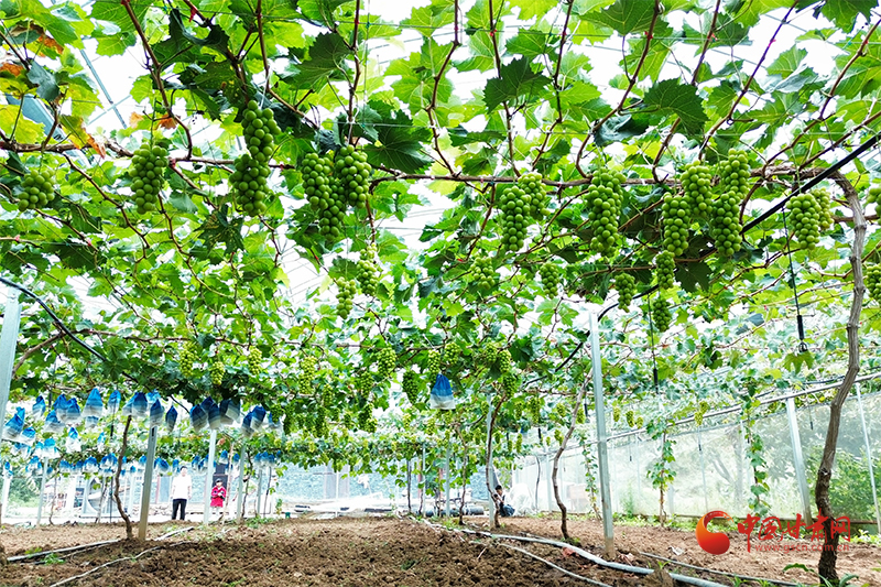 成縣：陽(yáng)光玫瑰“串”起共富新景