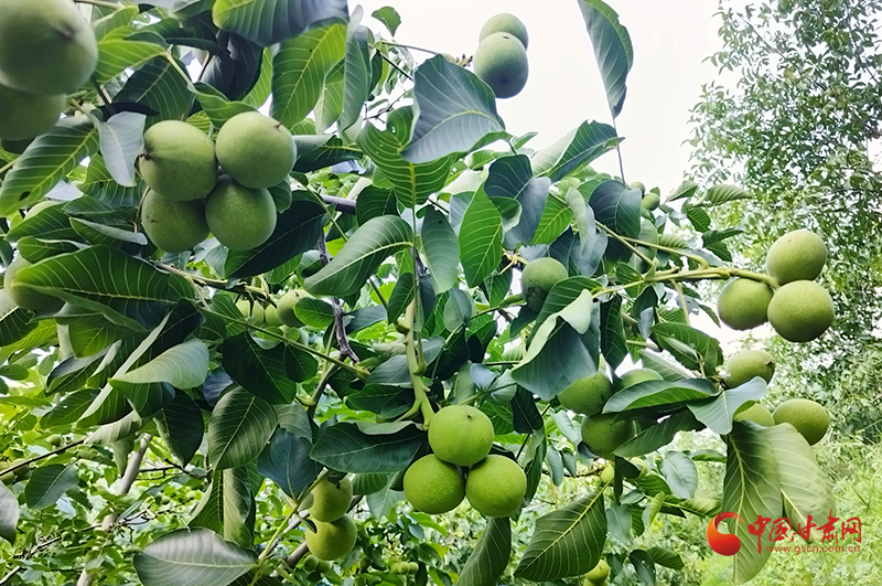 華亭：初秋田野“豐”景濃