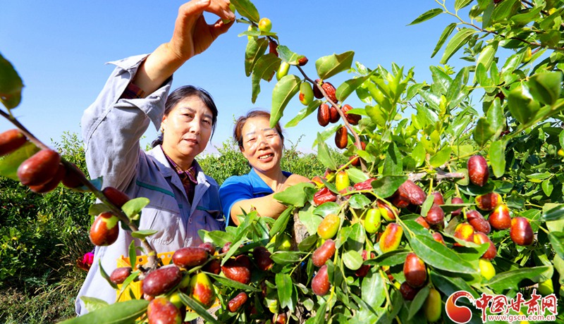 隴拍客丨臨澤：“三北”工程8萬多畝紅棗采摘忙