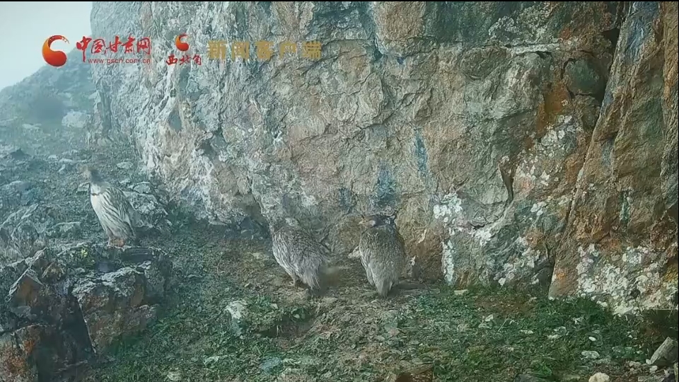 “雪域精靈”聚會祁連山 紅外相機定格8只藏雪雞同框